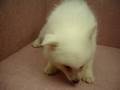 07/06狐狸狗 Japanese Spitz -母幼犬-日新犬舍