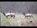 Mossy Oak - Elk Sheds An Antler Mossy Oak - Elk Sheds An Antler