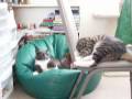 Feline Showdown!! Feline Showdown!!