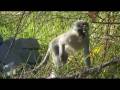Afrique du Sud 2008: Pilgrim's Rest (2/2)