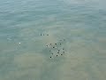 HOW TO: Duckdiving HOW TO: Duckdiving