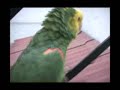 CUQUIN CUQUIN