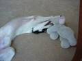 Borzoi Video