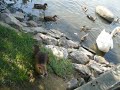 Coypu being cozy in a foreign country ????????????????