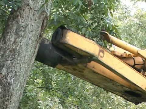 how to harvest pecans