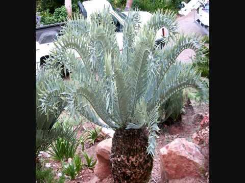 how to transplant cycads south africa