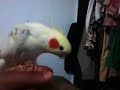 Head scratch