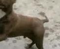 orj. pitbull k-ci ersun
