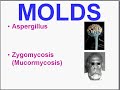 Medical School Pathology, Chapter 8p