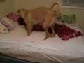 saddy humping