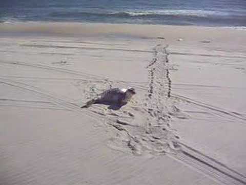 Harp Seal sunning itself on East ...