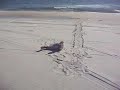 Harp Seal sunning itself on East Quogue, NY Beach