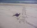 Harp Seal sunning itself on East Quogue, NY Beach