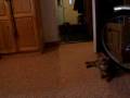videos de Bengal agility