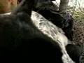 crying new born puppies 