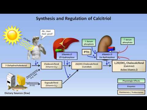 calcium - A review of normal calcium and phosphate homeostasis, including discussion of vitamin D metabolism and the actions of PTH, as well as brief mention of the ne...