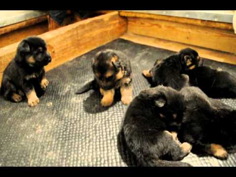 how to care german shepherd puppy