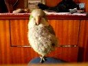 my quacker parrot pepi