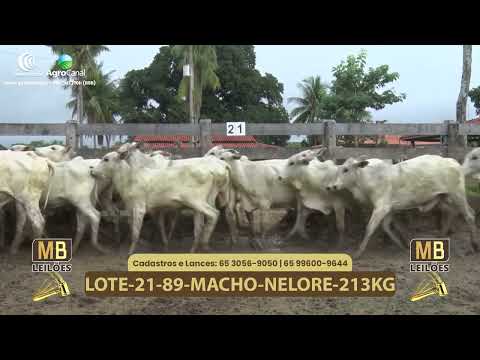 542� LEIL�O VIRTUAL MB LEIL�ES