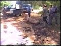 The Great Paulding Pig Chase The Great Paulding Pig Chase