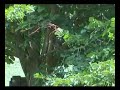 being a bird parent