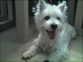 Puppy Westie grows up! Muffin\