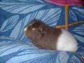 Freddy, das Meerschweinchen