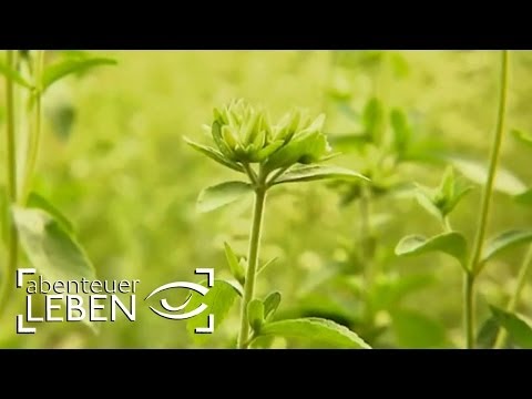 Ist Stevia besser als Zucker? | Abenteuer Leben