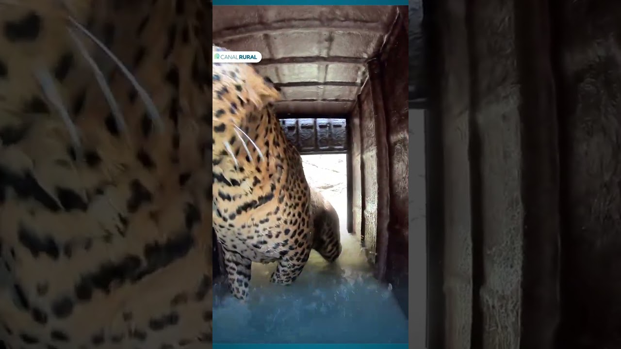 Leopardo cai em poço de 15 metros e é resgatado
