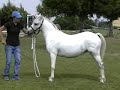 My-Mar Mystic Maeve Welsh Mountain Pony