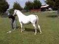 My-Mar Mystic Maeve Welsh Mountain Pony
