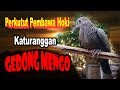 Mitos Inilah Ciri Ciri Burung Perkutut Yang Membawa Kesialan