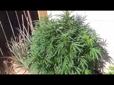 how to grow og kush outdoors