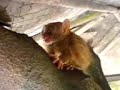 tarsier