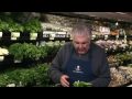 Produce Pete - Arugula - Italian American Network