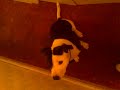 staff/pitt one word n he l bite ya facee GET IT dog trick