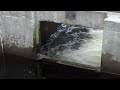 Atlantic Salmon Jumping