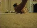 Maltizu puppies first bath