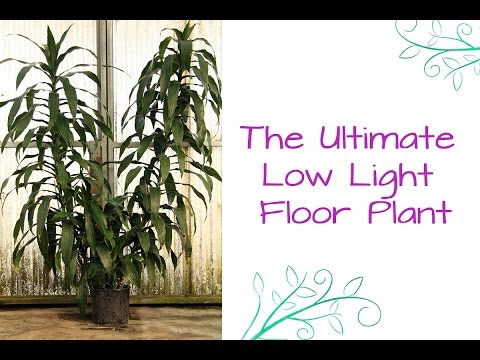 how to replant dracaena