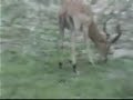 Impala ram grazing Impala ram grazing