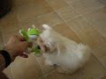 Maltese Sofia 8 weeks pt. 2