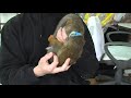 my pet squirrel monkey (part 3) my pet squirrel monkey (part 3)