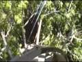 Tree climb