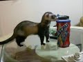 Doce Sonho - Ferrets com Nescau 2.0
