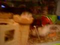 videos de Dverghamsterene mine - My hamsters
