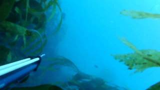 Pescasub en Galicia. sargos y lubinas pequeñas