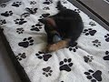 German Shepherd - Kyra
