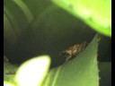 oophaga sylvatica sl. #2-07/2008