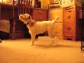 Skeeter at 22 Weeks - Shaping a New Behavior