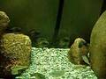 Tropheus moorii Katoto and Petrochromis fasciolatus